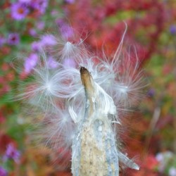 Milkweed Seeds